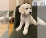 Puppy 5 English Cream Golden Retriever