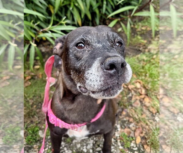 Medium Photo #2 Staffordshire Bull Terrier-Unknown Mix Puppy For Sale in Magnolia Springs, AL, USA