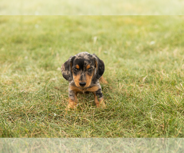 Medium Photo #2 Dachshund Puppy For Sale in NAPPANEE, IN, USA