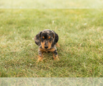 Small #1 Dachshund