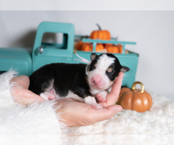 Medium Photo #2 Border Collie Puppy For Sale in CONWAY, MO, USA