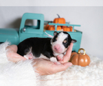 Small #1 Border Collie