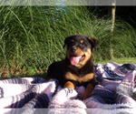 Small Photo #5 Rottweiler Puppy For Sale in MILLERSBURG, OH, USA