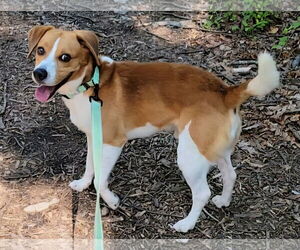 Beagle-Unknown Mix Dogs for adoption in Millersville, MD, USA