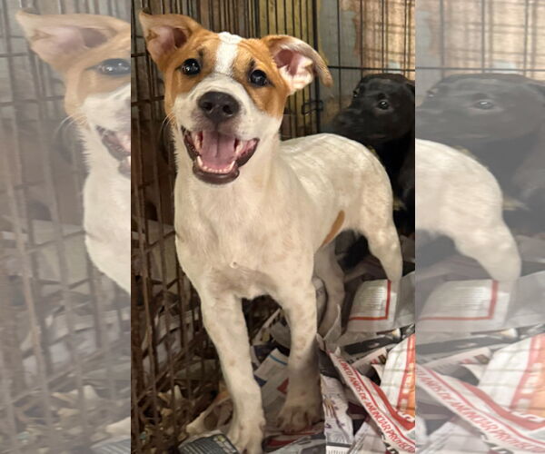 Medium Photo #4 Jack Russell Terrier-Unknown Mix Puppy For Sale in Virginia Beach, VA, USA