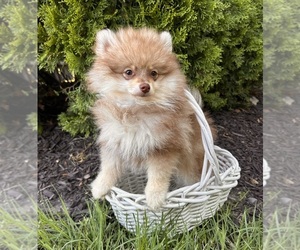 Pomeranian Puppy for sale in MIDDLEBURY, IN, USA