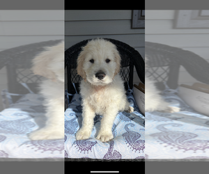 Goldendoodle Puppy for Sale in MC CONNELLSBURG, Pennsylvania USA