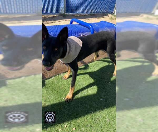 Medium Photo #2 German Shepherd Dog-Unknown Mix Puppy For Sale in HESPERIA, CA, USA