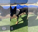 Small #1 German Shepherd Dog Mix