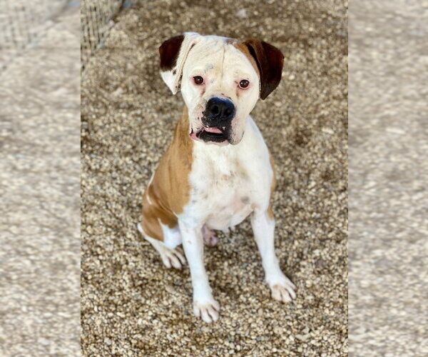 Medium Photo #3 Boxer Puppy For Sale in Austin, TX, USA