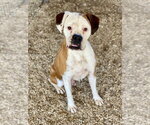 Small #2 Boxer