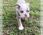 Small #14 Olde English Bulldogge