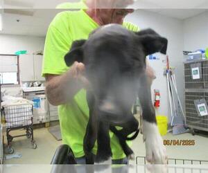 Mutt Dogs for adoption in Oklahoma City, OK, USA