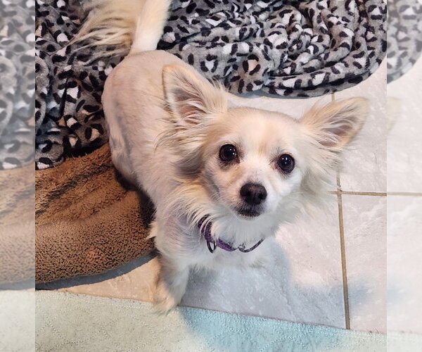 Medium Photo #1 Chihuahua Puppy For Sale in Walnutport, PA, USA