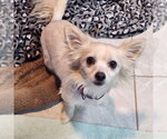 Fennec - Male Chihuahua Dog for Adoption - Small photo
