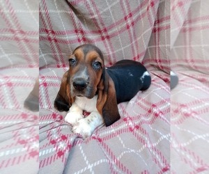 Basset Hound Puppy for sale in SALEM, WV, USA