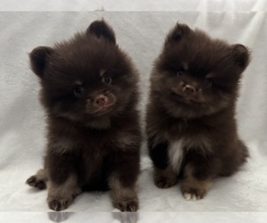 Pomeranian Puppy for Sale in MERCED, California USA