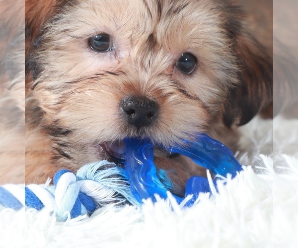 Medium Photo #1 Shorkie Tzu Puppy For Sale in MOUNT VERNON, OH, USA