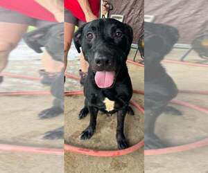 American Staffordshire Terrier-Labrador Retriever Mix Dogs for adoption in Abbeville, LA, USA