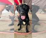 Small American Staffordshire Terrier-Labrador Retriever Mix