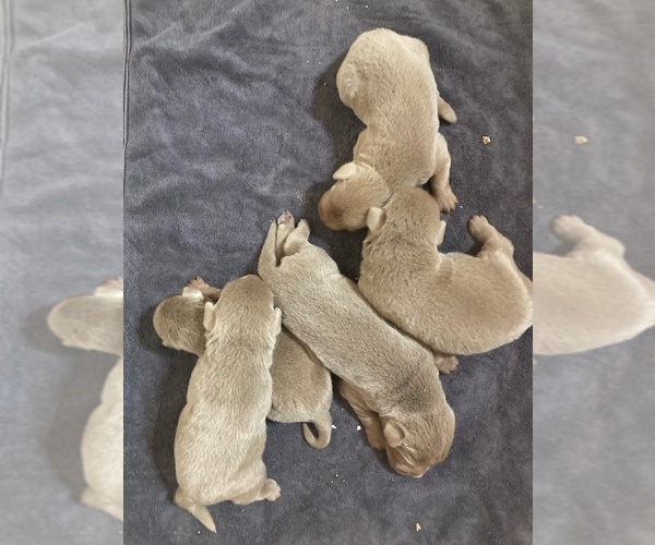 Medium Photo #1 Labrador Retriever Puppy For Sale in BATESBURG, SC, USA