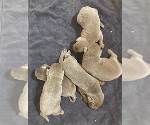 Labrador Retriever Puppy for sale in BATESBURG, SC, USA