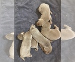 Small Labrador Retriever