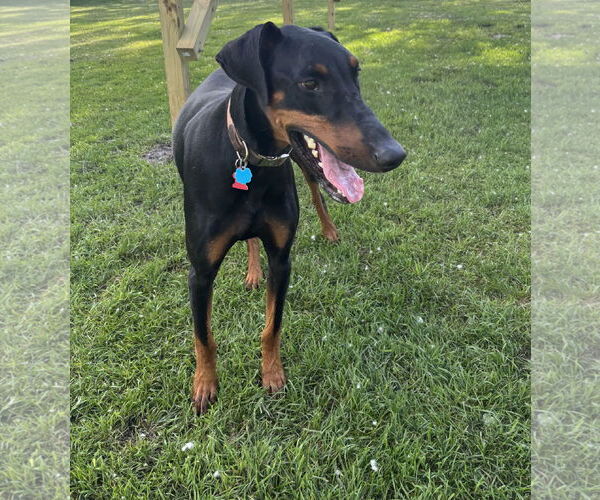 Medium Photo #9 Doberman Pinscher Puppy For Sale in Minneaoplis, MN, USA