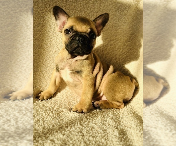 Medium Photo #4 French Bulldog Puppy For Sale in BROADWAY, NC, USA