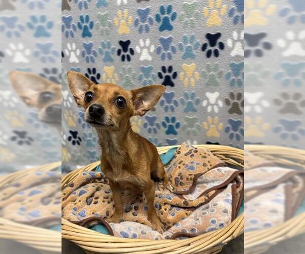 Medium Photo #1 Chihuahua Puppy For Sale in Rosenberg, TX, USA