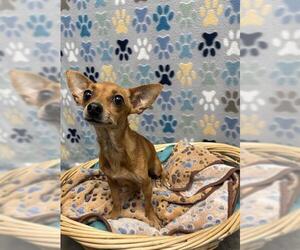 Chihuahua Dogs for adoption in Rosenberg, TX, USA