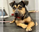 Small #1 Mutt