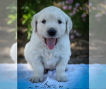 Small #6 English Cream Golden Retriever