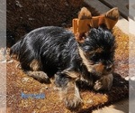 Small #9 Yorkshire Terrier