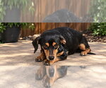 Small Photo #3 Dachshund-Unknown Mix Puppy For Sale in Apple Valley, CA, USA