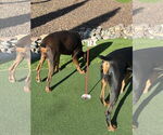 Small #19 Doberman Pinscher