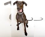Small Photo #2 Great Dane-Labrador Retriever Mix Puppy For Sale in Ogden, UT, USA