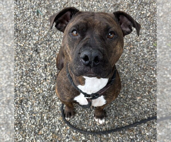 Medium Photo #2 American Pit Bull Terrier-Unknown Mix Puppy For Sale in Palmetto, FL, USA