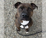 Small #1 American Pit Bull Terrier Mix