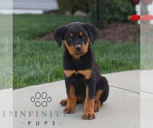 Rottweiler Puppy for sale in CHRISTIANA, PA, USA
