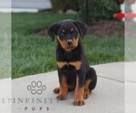 Small Rottweiler