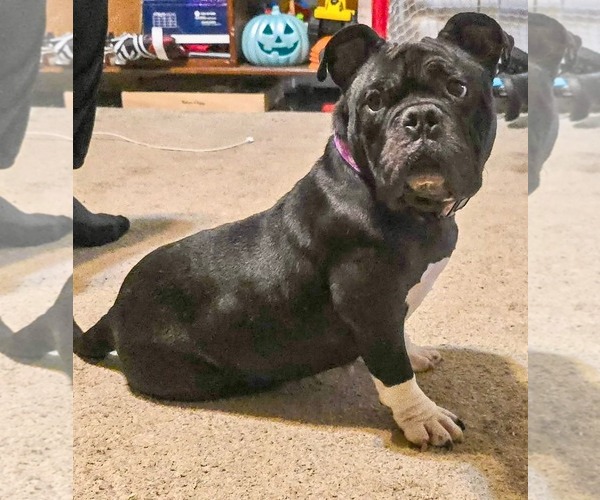 Medium Photo #6 American Bulldog-Unknown Mix Puppy For Sale in Calhoun, GA, USA