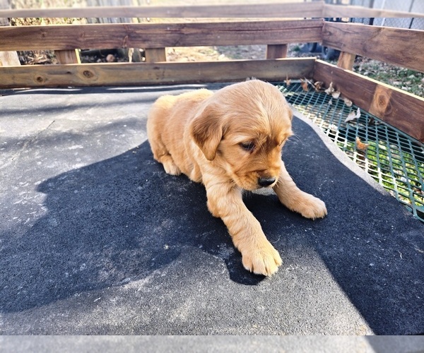 Medium Photo #3 Golden Retriever Puppy For Sale in LEON, KS, USA