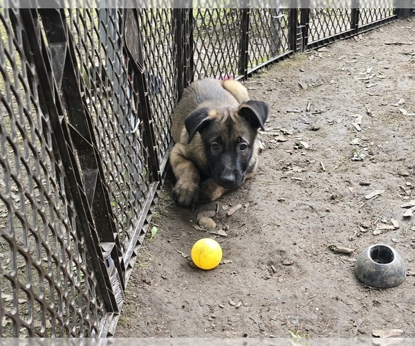 Medium Photo #1 Belgian Malinois Puppy For Sale in WALES, WI, USA