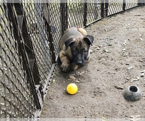 Belgian Malinois Puppy for sale in WALES, WI, USA