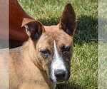 Small Photo #7 Boxer-Bull Terrier Mix Puppy For Sale in Huntley, IL, USA
