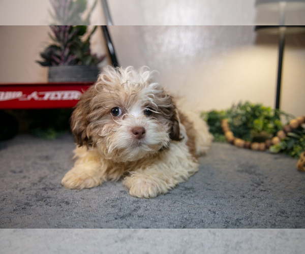 Medium Photo #3 Zuchon Puppy For Sale in SHILOH, OH, USA