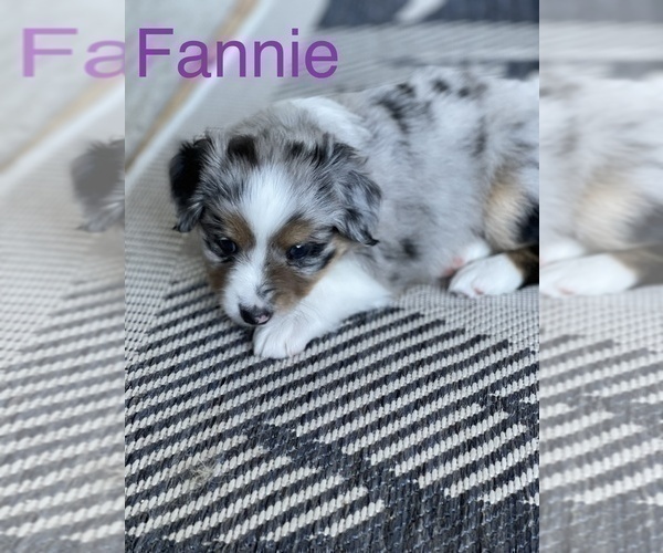 Medium Photo #8 Miniature Australian Shepherd Puppy For Sale in FORT MYERS, FL, USA