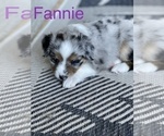 Small Photo #8 Miniature Australian Shepherd Puppy For Sale in FORT MYERS, FL, USA