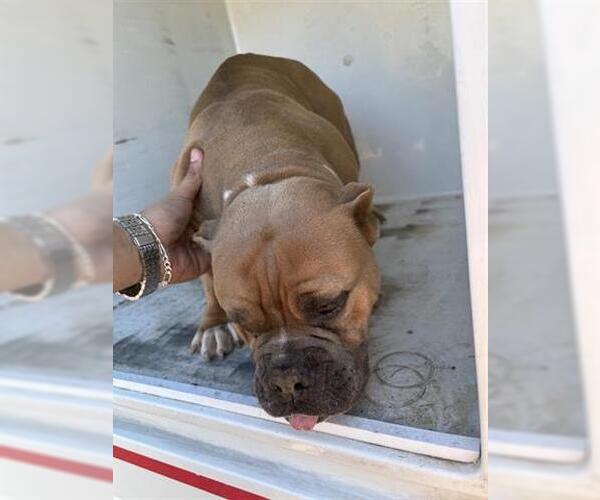 Medium Photo #1 American Bulldog Puppy For Sale in Houston, TX, USA